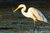 Great Egret with crayfish 30