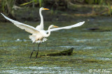 Great Egrets 31