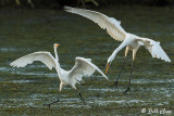 Great Egrets 32
