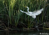 Great Egrets  53