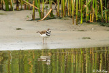 Killdeer 4