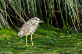 Black-Crowned Night Heron 20
