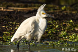 Snowy Egret 2018 1