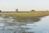 Delta Weeds 4