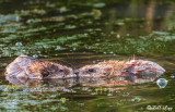 Muskrat Love 1