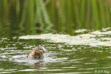 River Otter 2018 2