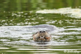 River Otter  15