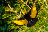 Regent Bowerbird, Lamington National Park 1
