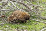 Echidna, Kangaroo Island  1