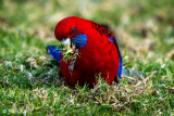 Crimson Rosella, Lamington National Park 1