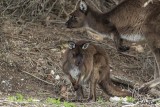 Kangaroos,  Kangaroo Island  3