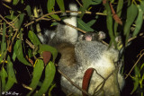 Koala with Joey (baby) Kangaroo Island 3