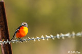 Flame Robin, Bruny Island, Tasmania 1