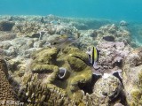 Giant Clam, Lizard Island  2