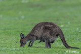 Kangaroo with Joey, Kangaroo Island 5
