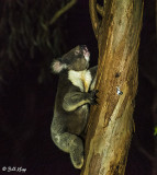 Koala Bear, Kangaroo Island 3