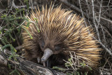 Echidna, Kangaroo Island  2