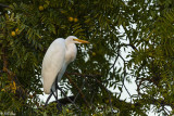 Great Egret  55