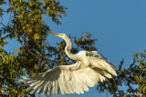 Great Egret taking flight 37