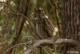 Great Horned Owl 7