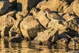 Juvenile Green Heron 7