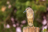 Night Heron 23