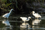 Snowy Egrets  53