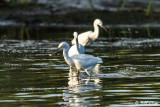Snowy Egrets 32