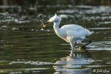 Snowy Egrets 33