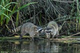 Raccoons 2018 5