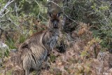 Kangaroo, Kangaroo Island 7