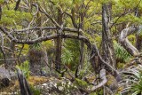 Mt. Field Forest, Tasmania 2