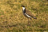 Banded Lapwing  1