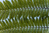 Fern, Lamington Natl Park  1