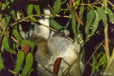 Koala with Joey (baby)  Kangaroo Island  5