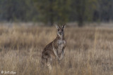 Eastern Grey Kangaroo, Broadwater Lake, Dalby 2