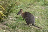 Red-Necked Pandemelon, Lamington National Park 2