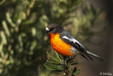 Flame Robin, Bruny Island, Tasmania 3