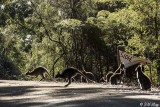 Swamp Wallaby, Bruny Island 18