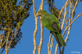 King Parrot, Broadwater Lake, Dalby  8
