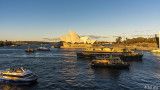 Sydney Harbor  13