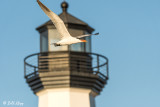 Caspian Tern  9