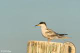 Common Tern  11