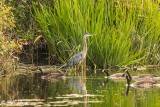 Great Blue Heron  57