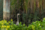 Great Blue Heron  59