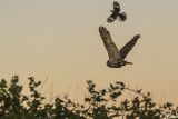 Great Horned Owl  9