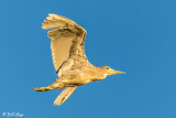 Black-crowned Night Heron  10