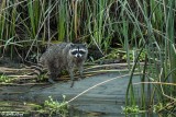 Raccoon 20