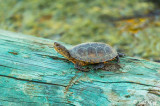 Western Pond Turtles  14