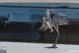 Great Blue Heron 57
